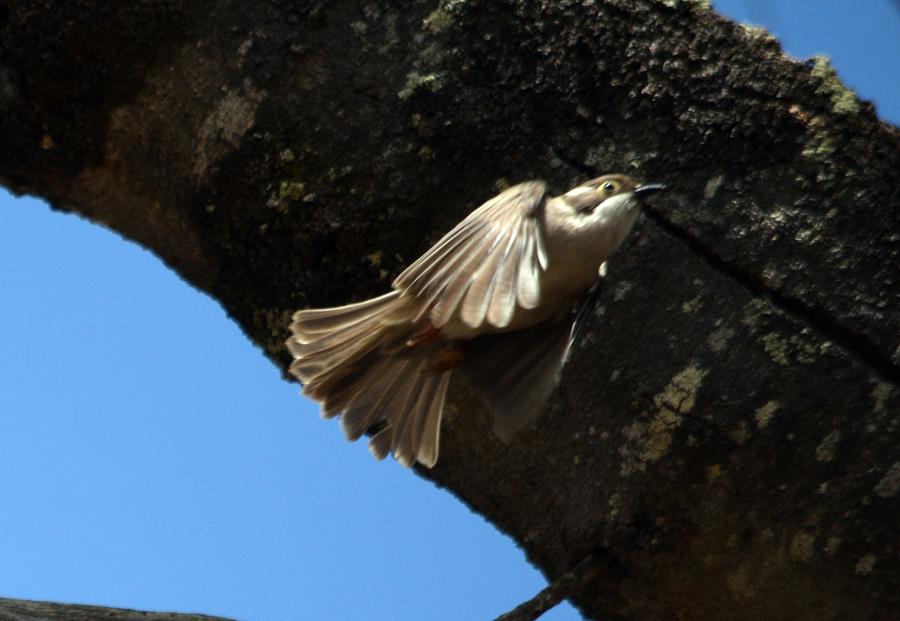 Honeyeater white naped 2022 0038.JPG